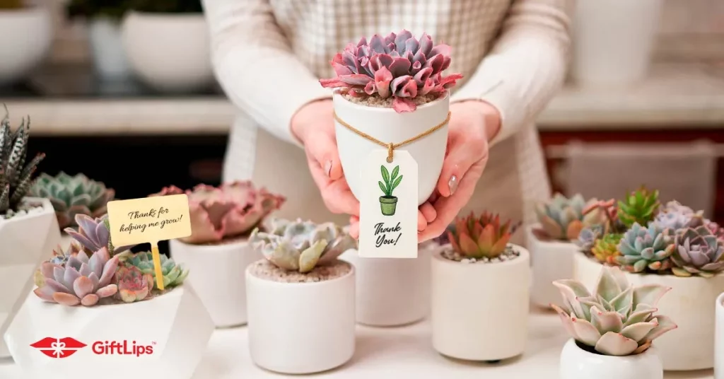 Custom mini plant